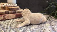 Joey, a male Bernedoodle for sale in Stillwater, MN – 5 of 5