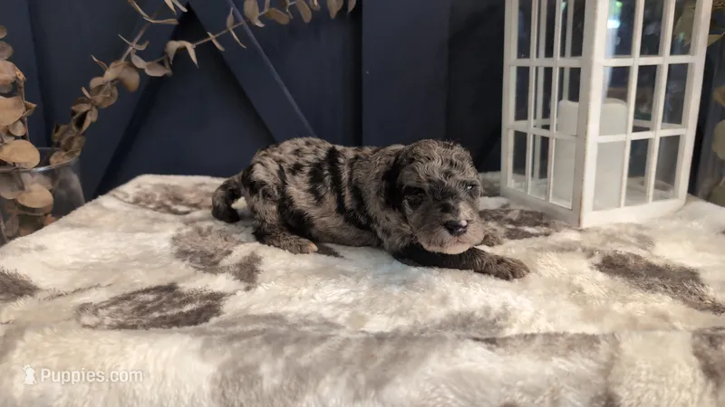 Linus – Bernedoodle puppy for sale in Stillwater, MN