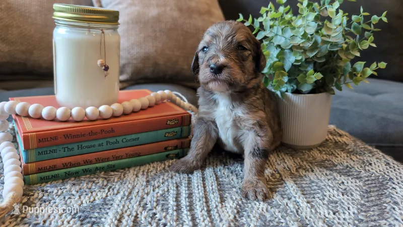 Alfred – Bernedoodle puppy for sale in Stillwater, MN