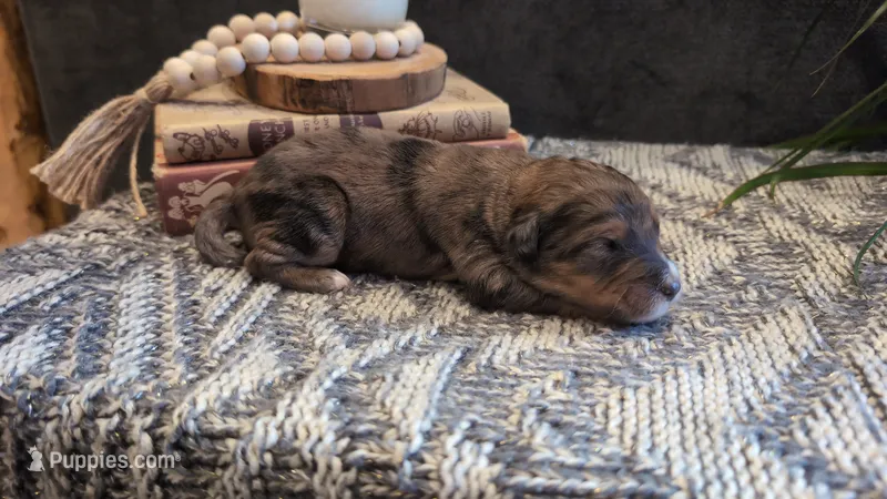 Alfred – Bernedoodle puppy for sale in Stillwater, MN