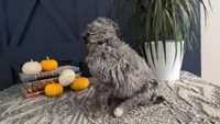 Pearl *Blue Eyes*, a female Bernedoodle for sale in Stillwater, MN – 4 of 5