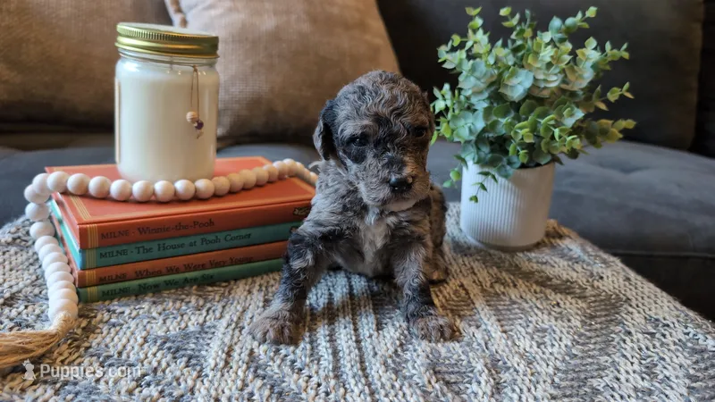 Linus – Bernedoodle puppy for sale in Stillwater, MN