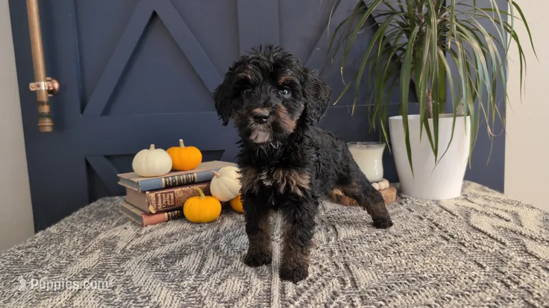 Ada – Bernedoodle puppy for sale in Stillwater, MN