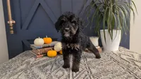 Ada, a female Bernedoodle for sale in Stillwater, MN – 1 of 4