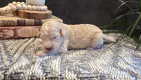 Joey, a male Bernedoodle for sale in Stillwater, MN – 2 of 5