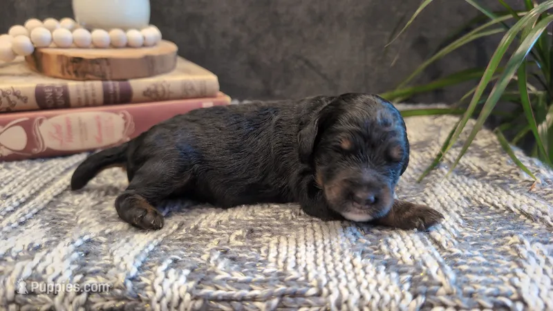 Ada – Bernedoodle puppy for sale in Stillwater, MN