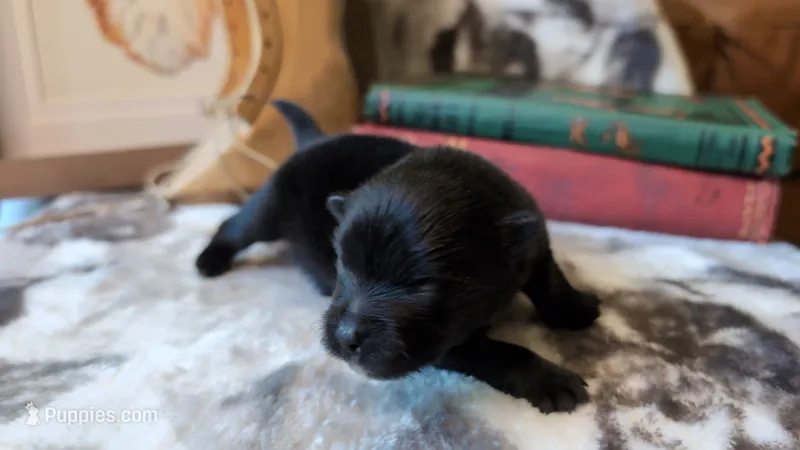 Ruby – Pomeranian puppy for sale in Stillwater, MN