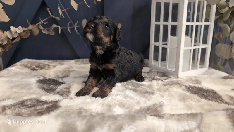 Ada – Bernedoodle puppy for sale in Stillwater, MN