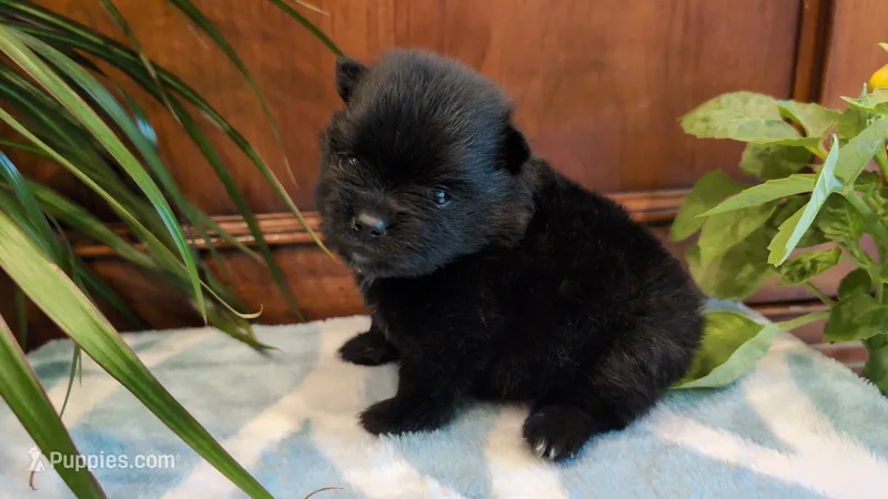 Ruby – Pomeranian puppy for sale in Stillwater, MN