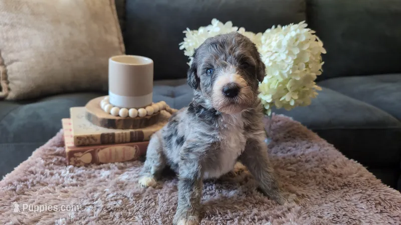 Pearl – Bernedoodle puppy for sale in Stillwater, MN