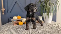 Ada, a female Bernedoodle for sale in Stillwater, MN – 3 of 4