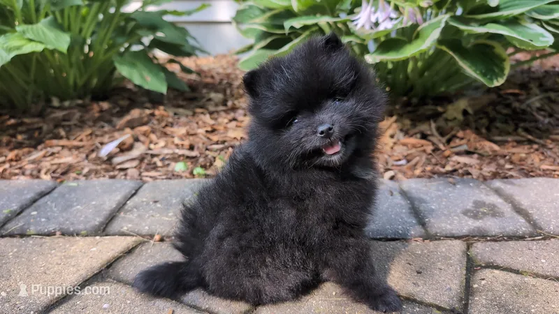 Ruby – Pomeranian puppy for sale in Stillwater, MN