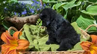 Ruby, a female Pomeranian for sale in Stillwater, MN – 6 of 6