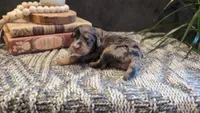 Clarice, a female Bernedoodle for sale in Stillwater, MN – 2 of 6