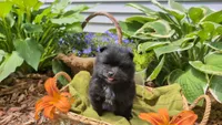Ruby, a female Pomeranian for sale in Stillwater, MN – 3 of 6