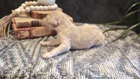 Joey, a male Bernedoodle for sale in Stillwater, MN – 3 of 5