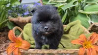 Ruby, a female Pomeranian for sale in Stillwater, MN – 2 of 6