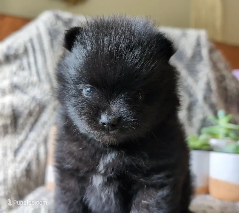 Ruby – Pomeranian puppy for sale in Stillwater, MN