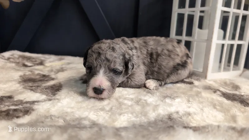 Pearl – Bernedoodle puppy for sale in Stillwater, MN