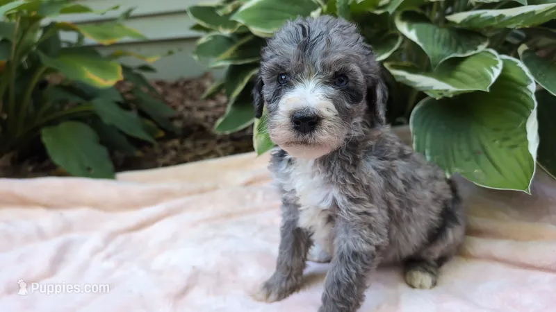 Pearl – Bernedoodle puppy for sale in Stillwater, MN