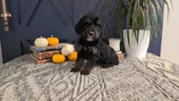 Ada, a female Bernedoodle for sale in Stillwater, MN – 2 of 4