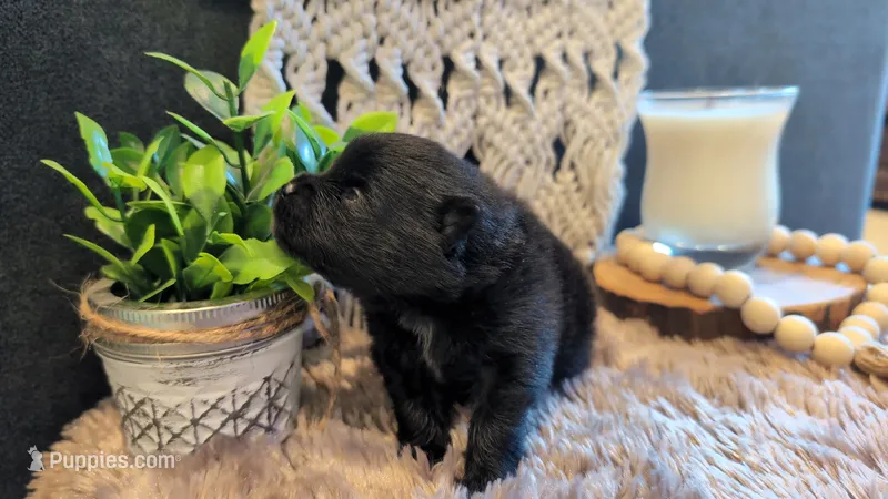 Ruby – Pomeranian puppy for sale in Stillwater, MN