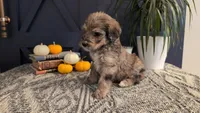 Alfred, a male Bernedoodle for sale in Stillwater, MN – 2 of 3