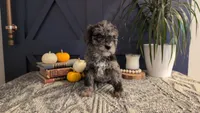 Linus, a male Bernedoodle for sale in Stillwater, MN – 3 of 3