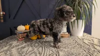 Linus, a male Bernedoodle for sale in Stillwater, MN – 2 of 3