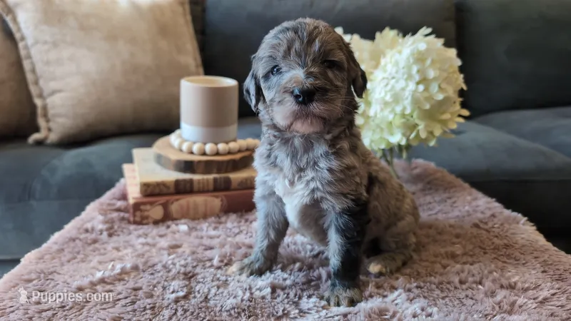 Wally – Bernedoodle puppy for sale in Stillwater, MN