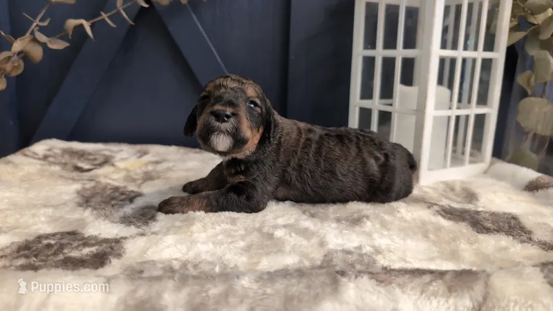 Jack – Bernedoodle puppy for sale in Stillwater, MN