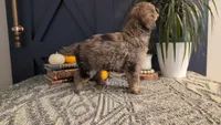 Alfred, a male Bernedoodle for sale in Stillwater, MN – 3 of 3