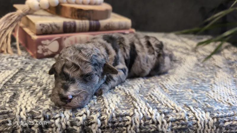 Linus – Bernedoodle puppy for sale in Stillwater, MN