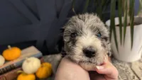 Pearl *Blue Eyes*, a female Bernedoodle for sale in Stillwater, MN – 5 of 5