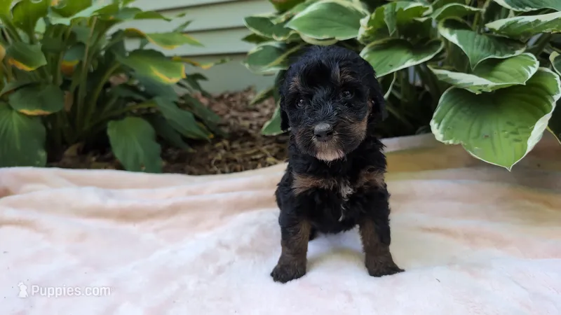 Ada – Bernedoodle puppy for sale in Stillwater, MN