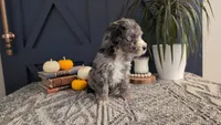 Pearl *Blue Eyes*, a female Bernedoodle for sale in Stillwater, MN – 2 of 5