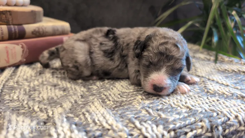 Pearl – Bernedoodle puppy for sale in Stillwater, MN