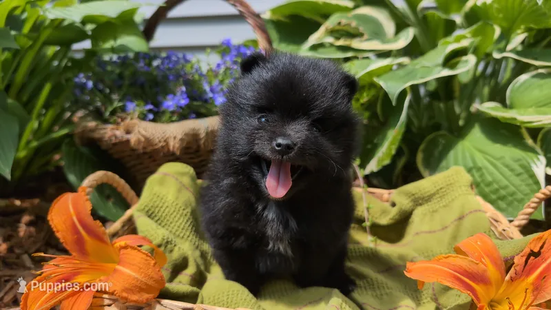 Ruby – Pomeranian puppy for sale in Stillwater, MN