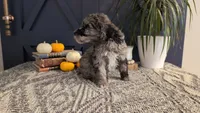 Wally, a male Bernedoodle for sale in Stillwater, MN – 3 of 4