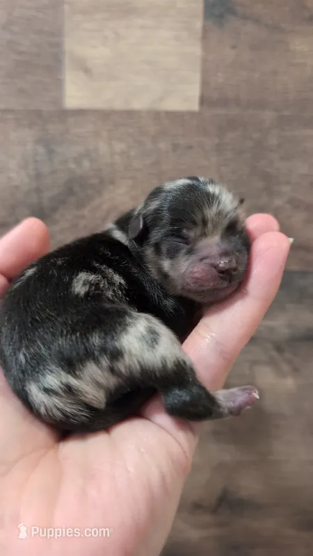 Max – Pomeranian puppy for sale in Stillwater, MN