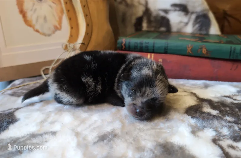 Max – Pomeranian puppy for sale in Stillwater, MN