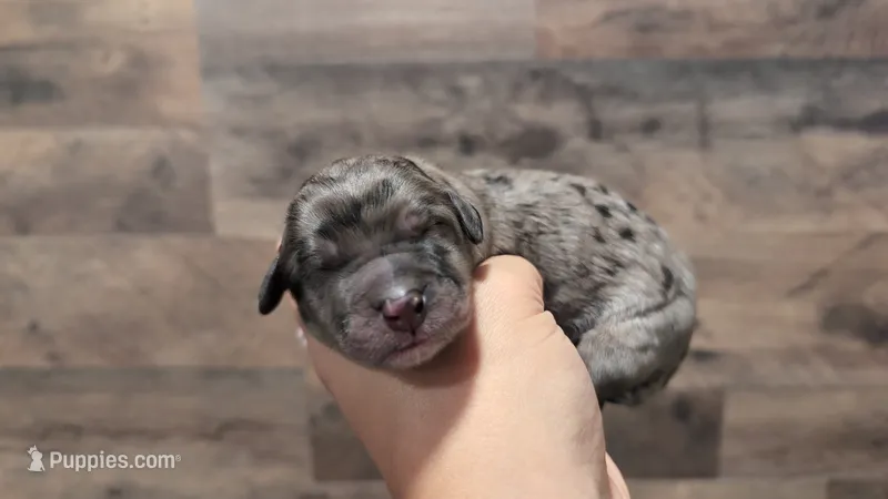 Wally – Bernedoodle puppy for sale in Stillwater, MN