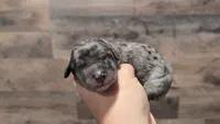 Wally, a male Bernedoodle for sale in Stillwater, MN – 1 of 5