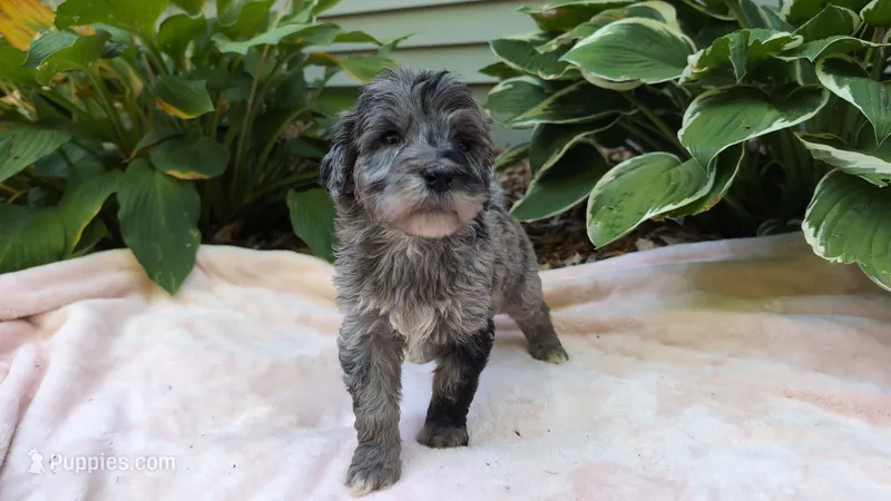 Wally – Bernedoodle puppy for sale in Stillwater, MN