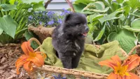 Ruby, a female Pomeranian for sale in Stillwater, MN – 5 of 6