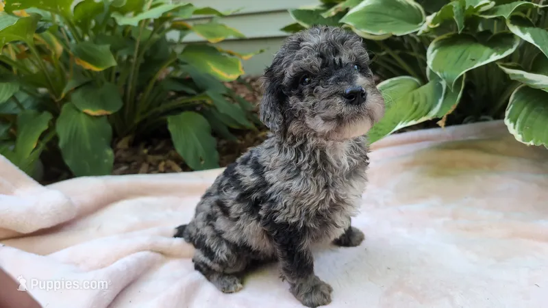 Linus – Bernedoodle puppy for sale in Stillwater, MN