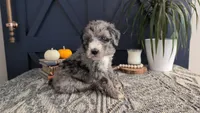 Pearl *Blue Eyes*, a female Bernedoodle for sale in Stillwater, MN – 3 of 5