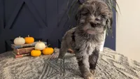 Wally, a male Bernedoodle for sale in Stillwater, MN – 2 of 4