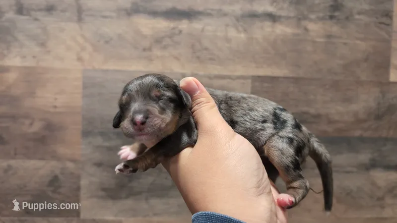 Vera – Bernedoodle puppy for sale in Stillwater, MN