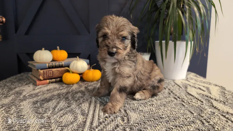Alfred – Bernedoodle puppy for sale in Stillwater, MN